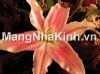 Kỹ thuật trồng hoa và giữ hoa lily giống Asiatic nở lâu