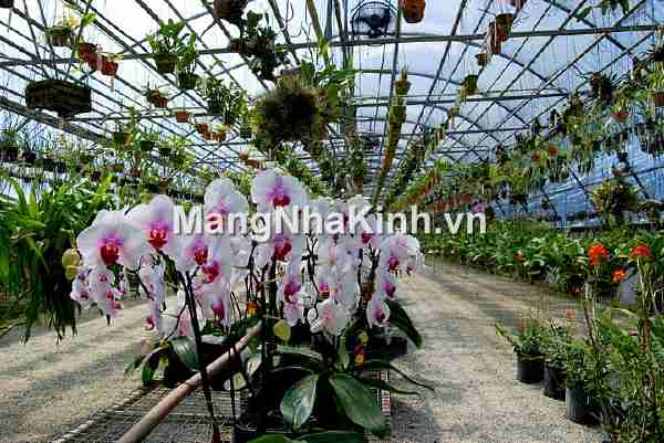 Trồng hoa lan (phong lan, địa lan) orchids trong nhà kính