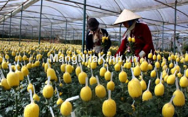 Lưới Thái Việt ( lưới lồng bông, chụp bông, chụp hoa, bao hoa)